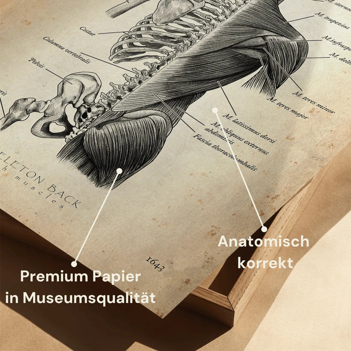 Rücken Anatomie Sammlung - Animus Medicus GmbH