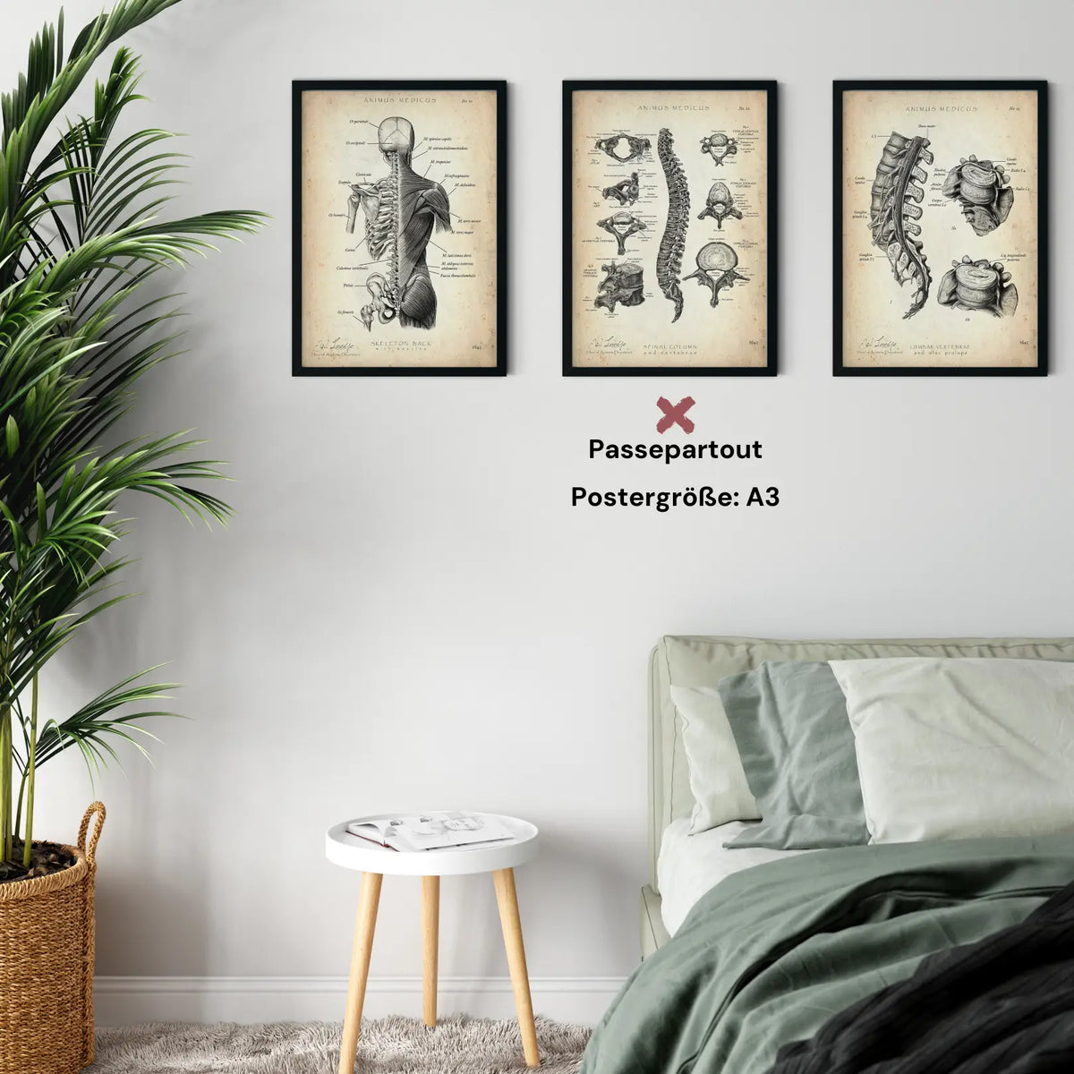 Rücken Anatomie Sammlung - Animus Medicus GmbH