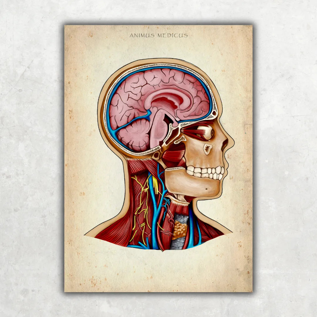 Schädel - Reallife - Animus Medicus GmbH