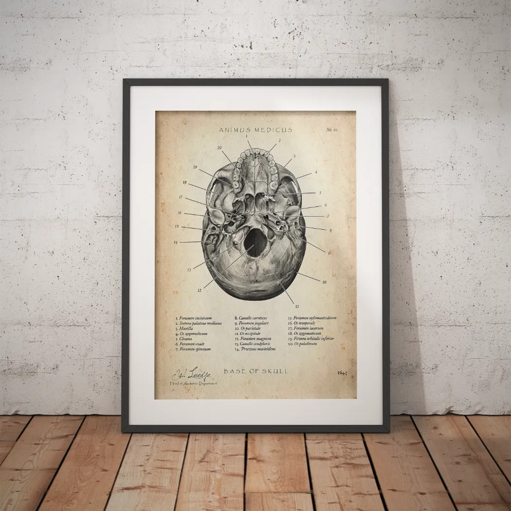 Schädelbasis Anatomie - Animus Medicus GmbH