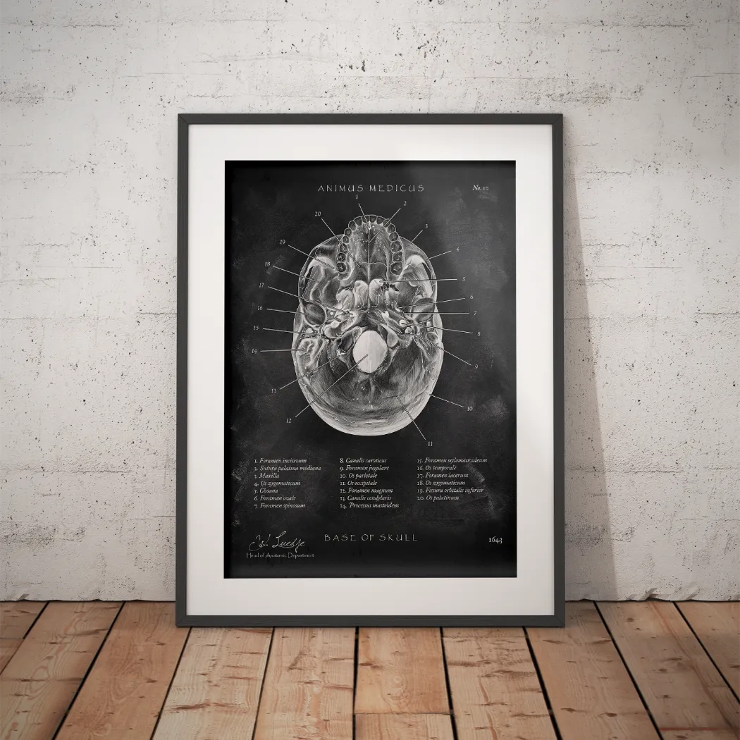 Schädelbasis Anatomie - Chalkboard - Animus Medicus GmbH