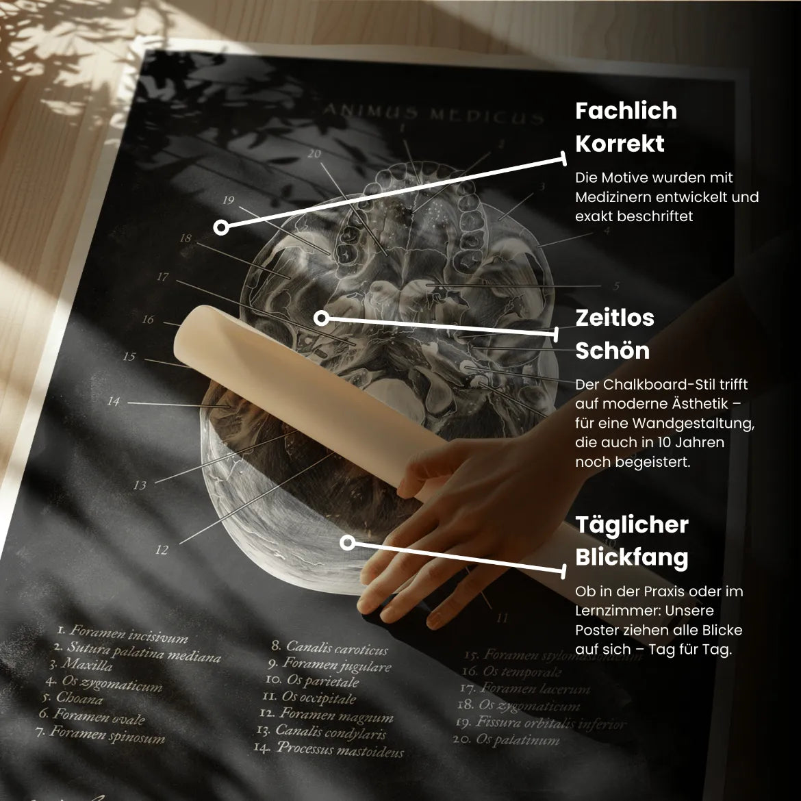 Schädelbasis Anatomie - Chalkboard - Animus Medicus GmbH