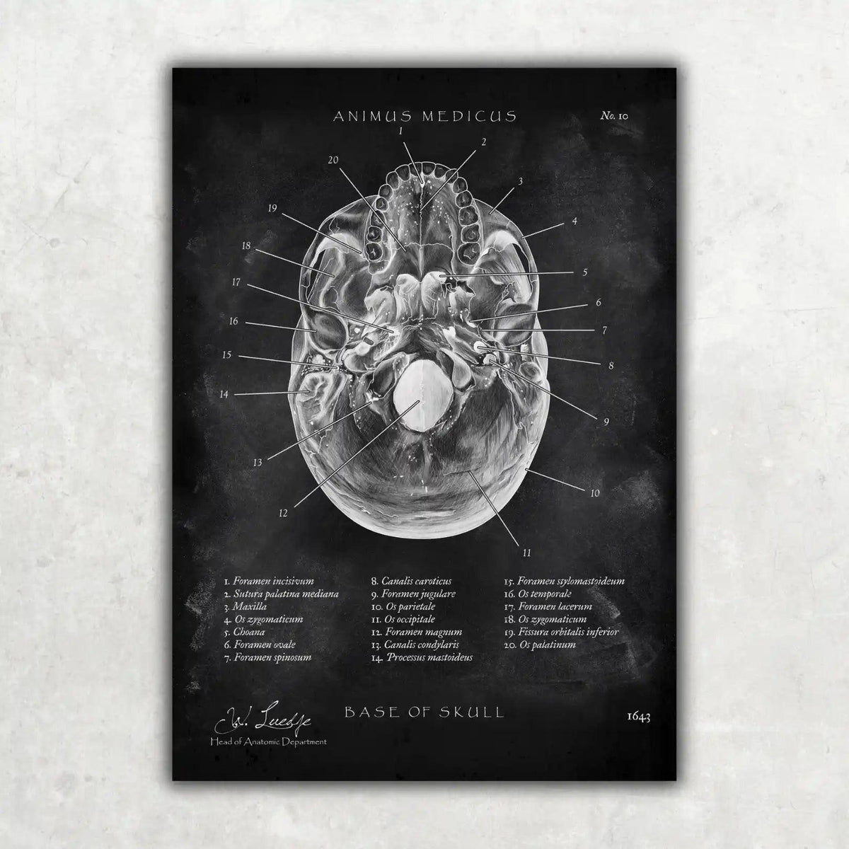 Schädelbasis Anatomie - Chalkboard - Animus Medicus GmbH