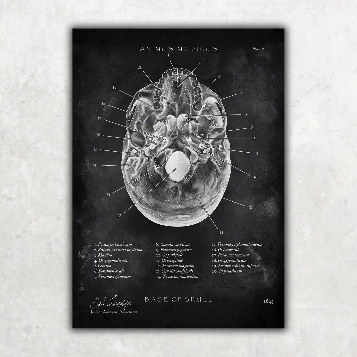 Schädelbasis Anatomie - Chalkboard - Animus Medicus GmbH