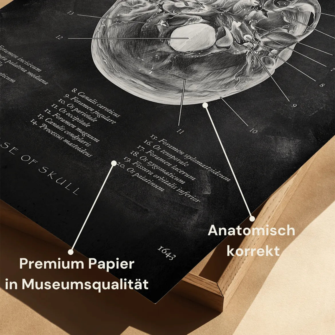 Schädelbasis Anatomie - Chalkboard - Animus Medicus GmbH
