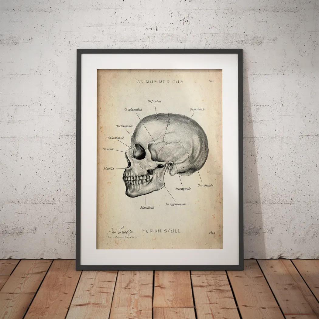 Schädelknochen Anatomie - Animus Medicus GmbH