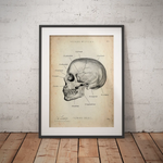 Schädelknochen Anatomie - Animus Medicus GmbH