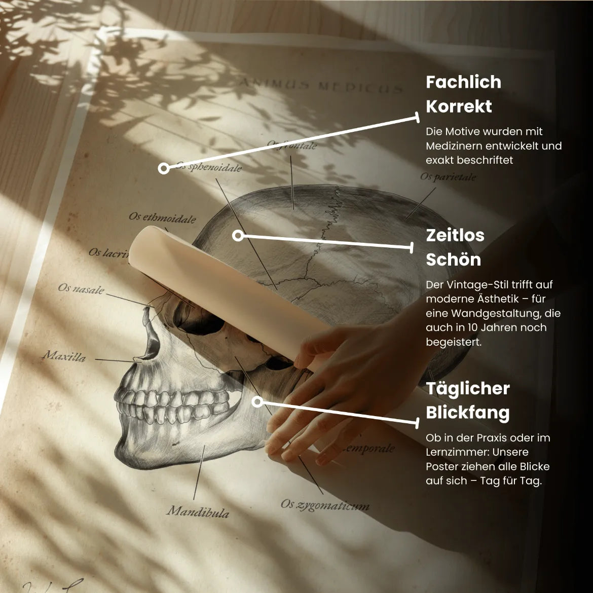 Schädelknochen Anatomie - Animus Medicus GmbH
