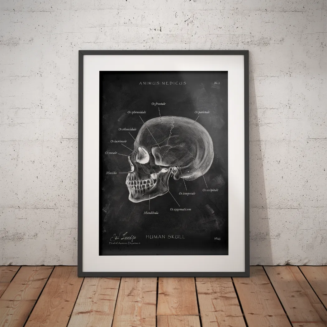 Schädelknochen Anatomie - Chalkboard - Animus Medicus GmbH