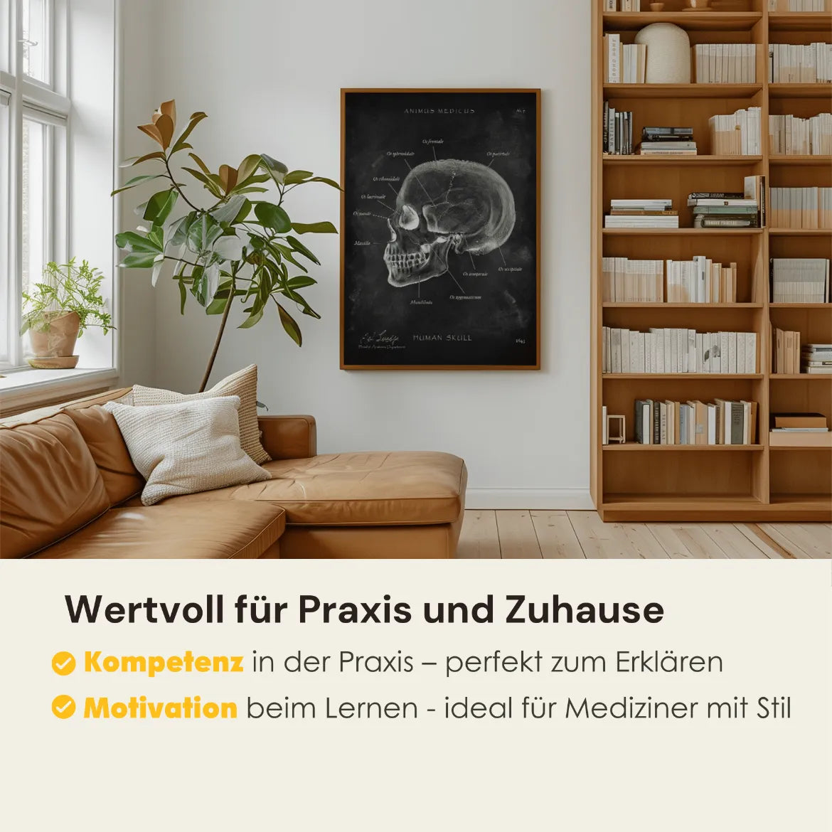 Schädelknochen Anatomie - Chalkboard - Animus Medicus GmbH