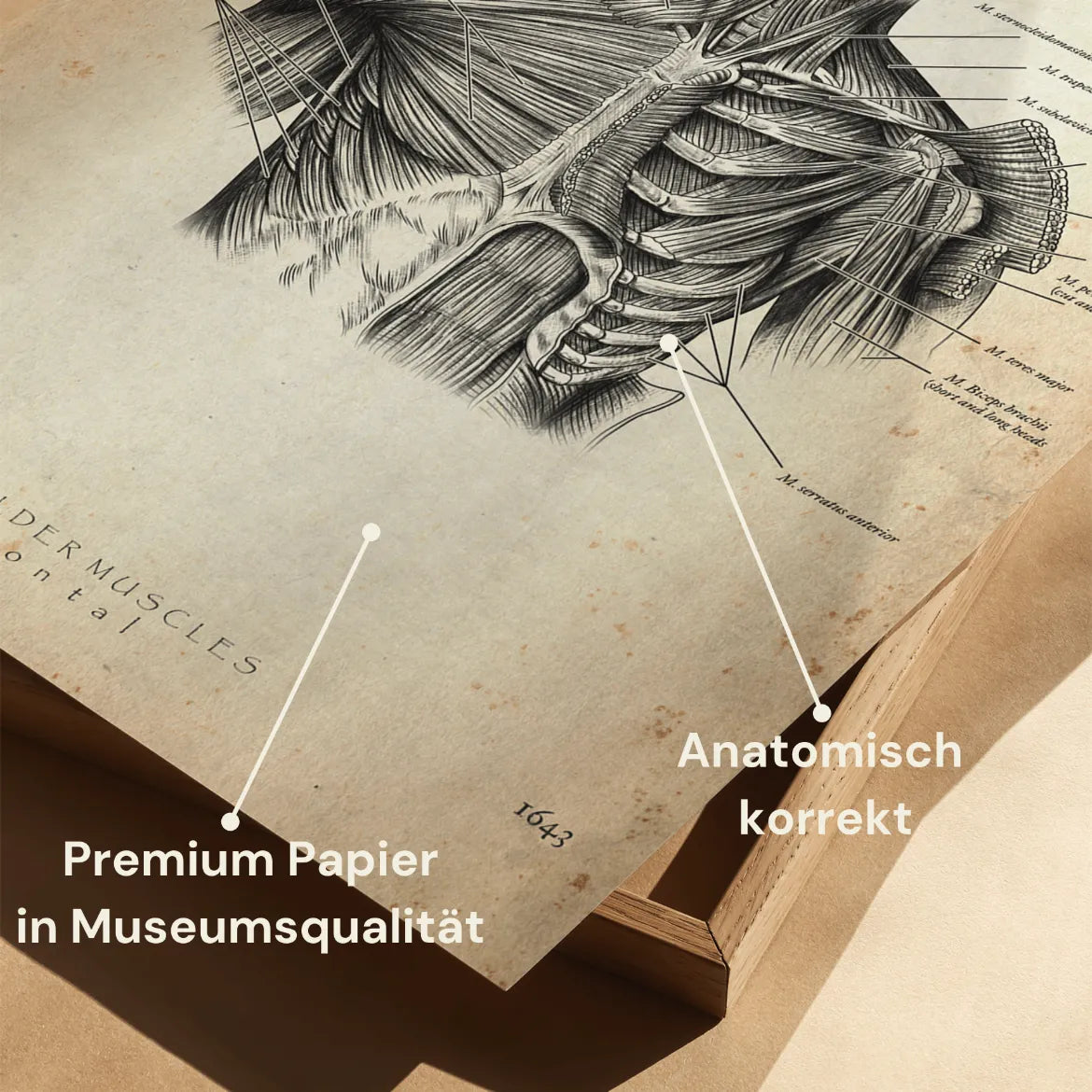 Schulter Muskulatur - Animus Medicus GmbH