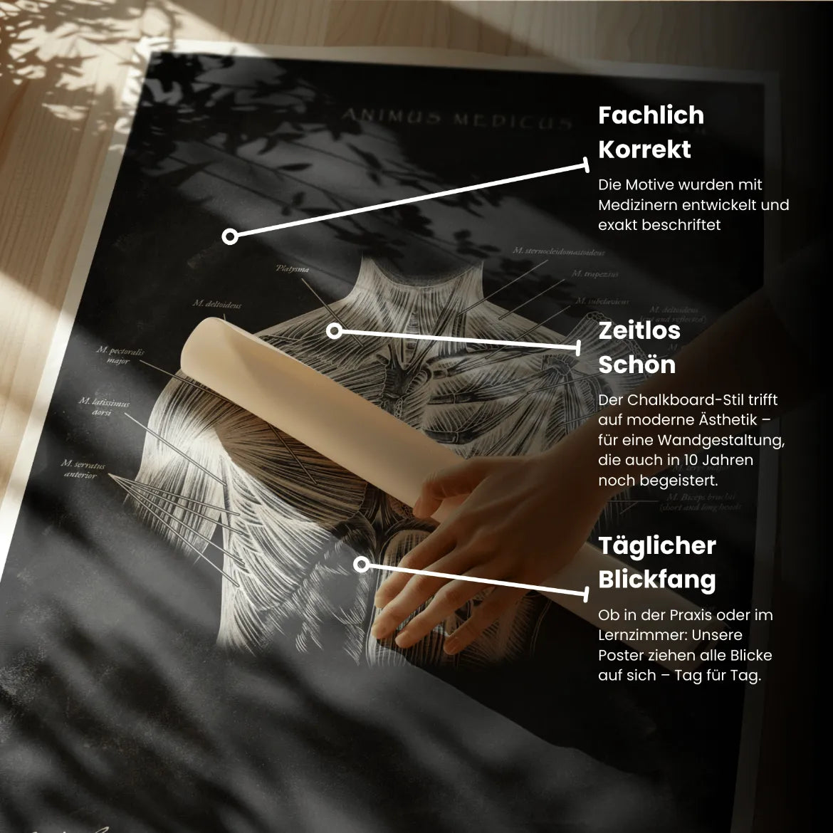 Schulter Muskulatur - Chalkboard - Animus Medicus GmbH