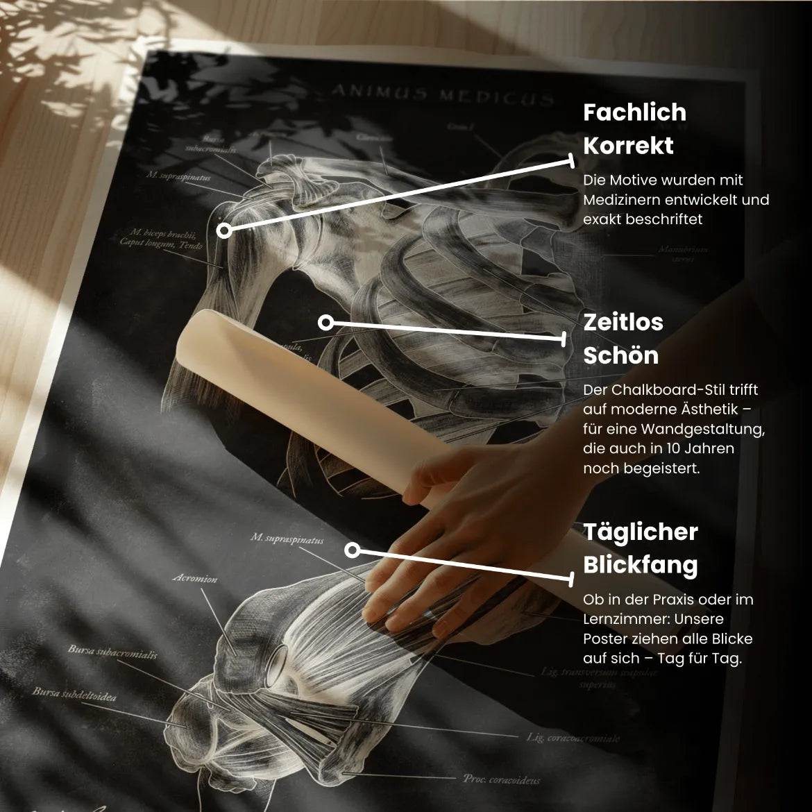 Schultergelenk Anatomie - Chalkboard - Animus Medicus GmbH