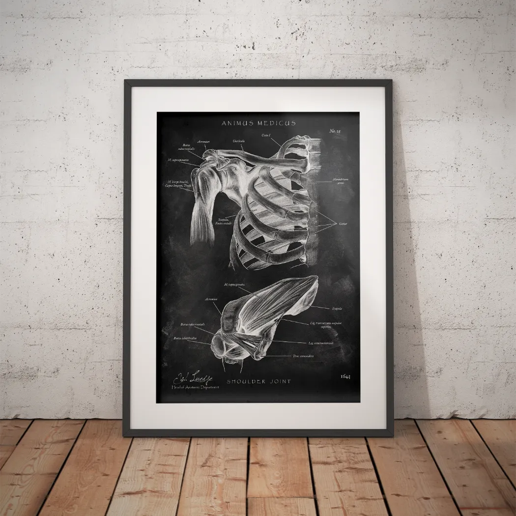 Schultergelenk Anatomie - Chalkboard - Animus Medicus GmbH