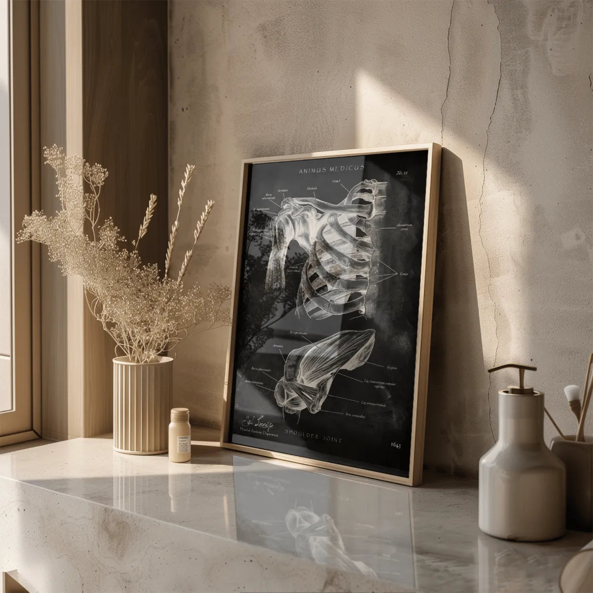 Schultergelenk Anatomie - Chalkboard - Animus Medicus GmbH