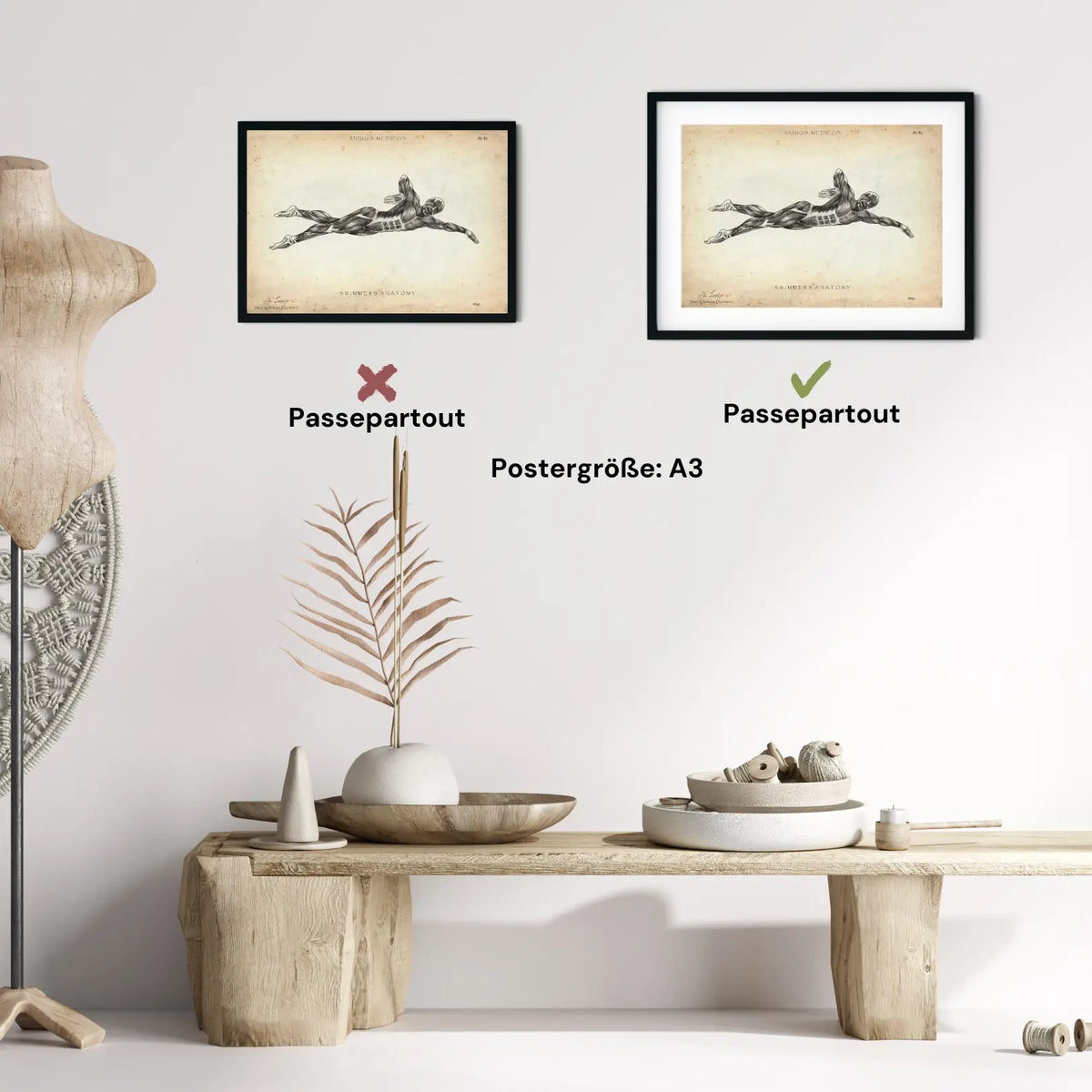 Schwimmen Anatomie Poster - Animus Medicus GmbH