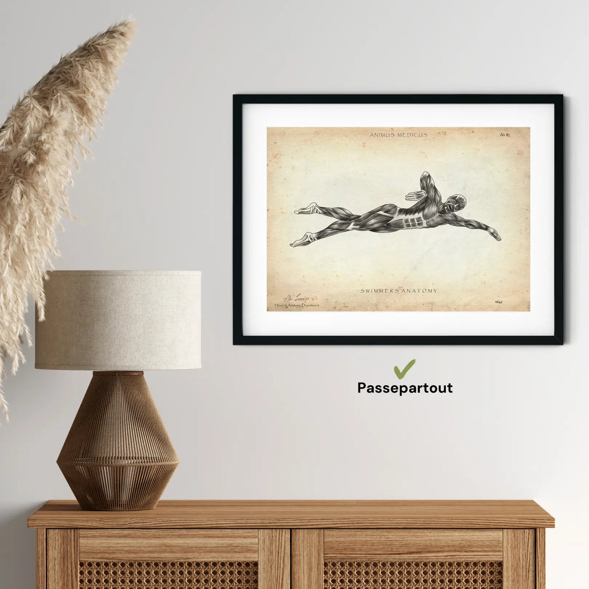 Schwimmen Anatomie Poster - Animus Medicus GmbH