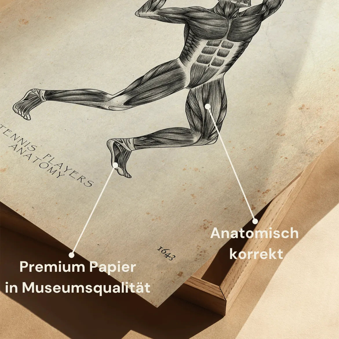 Tennis Anatomie Poster - Animus Medicus GmbH