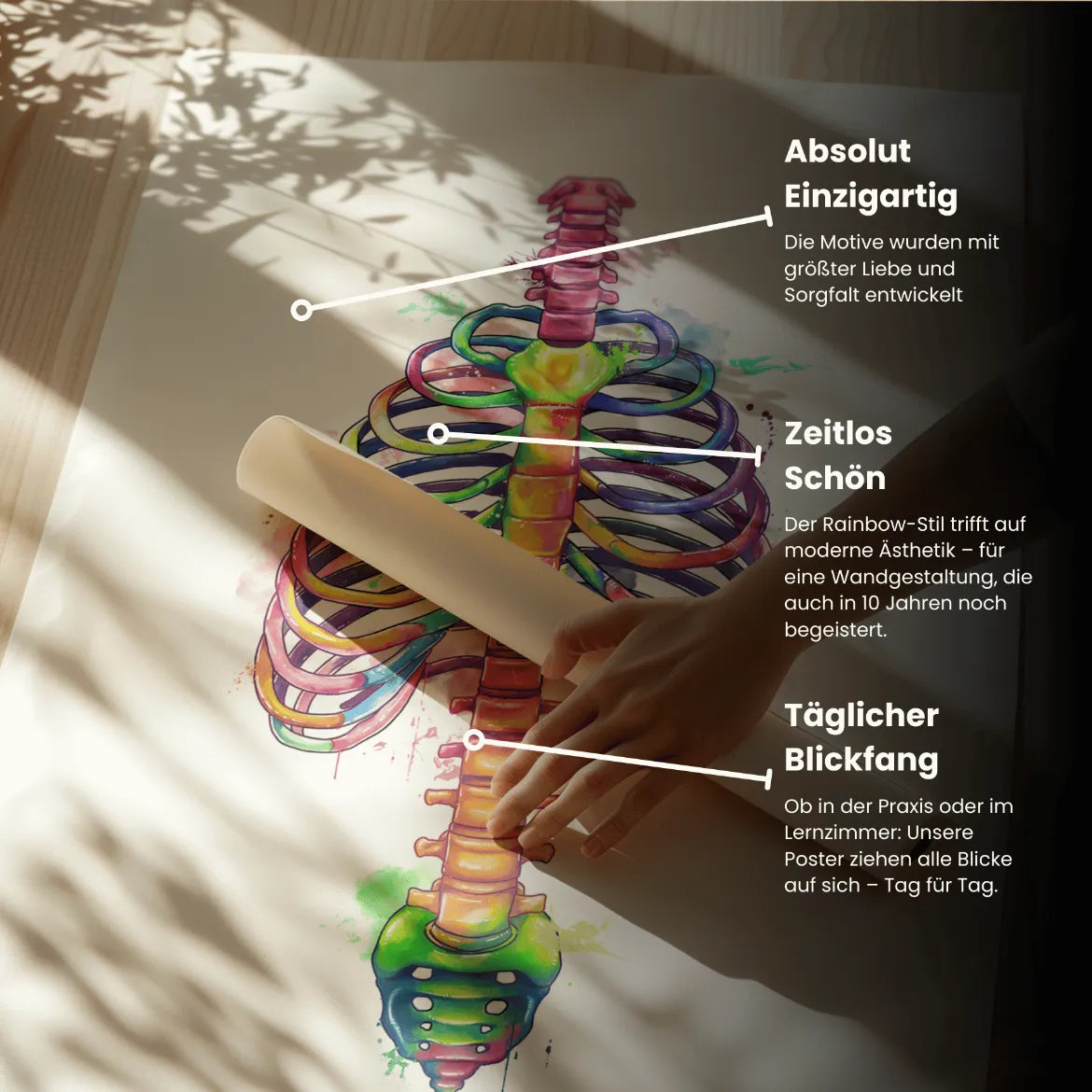 Thorax Anatomie - Rainbow - Animus Medicus GmbH