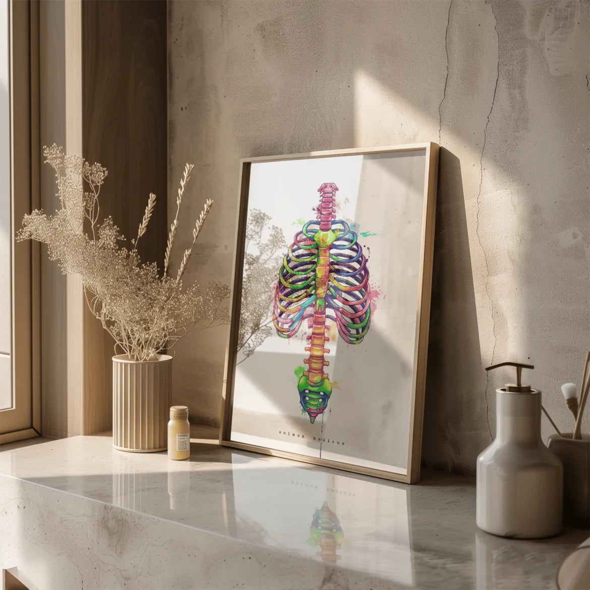 Thorax Anatomie - Rainbow - Animus Medicus GmbH