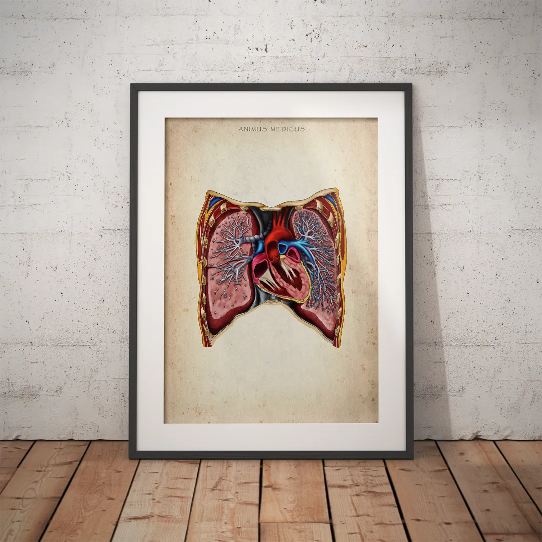 Thorax - Reallife - Animus Medicus GmbH