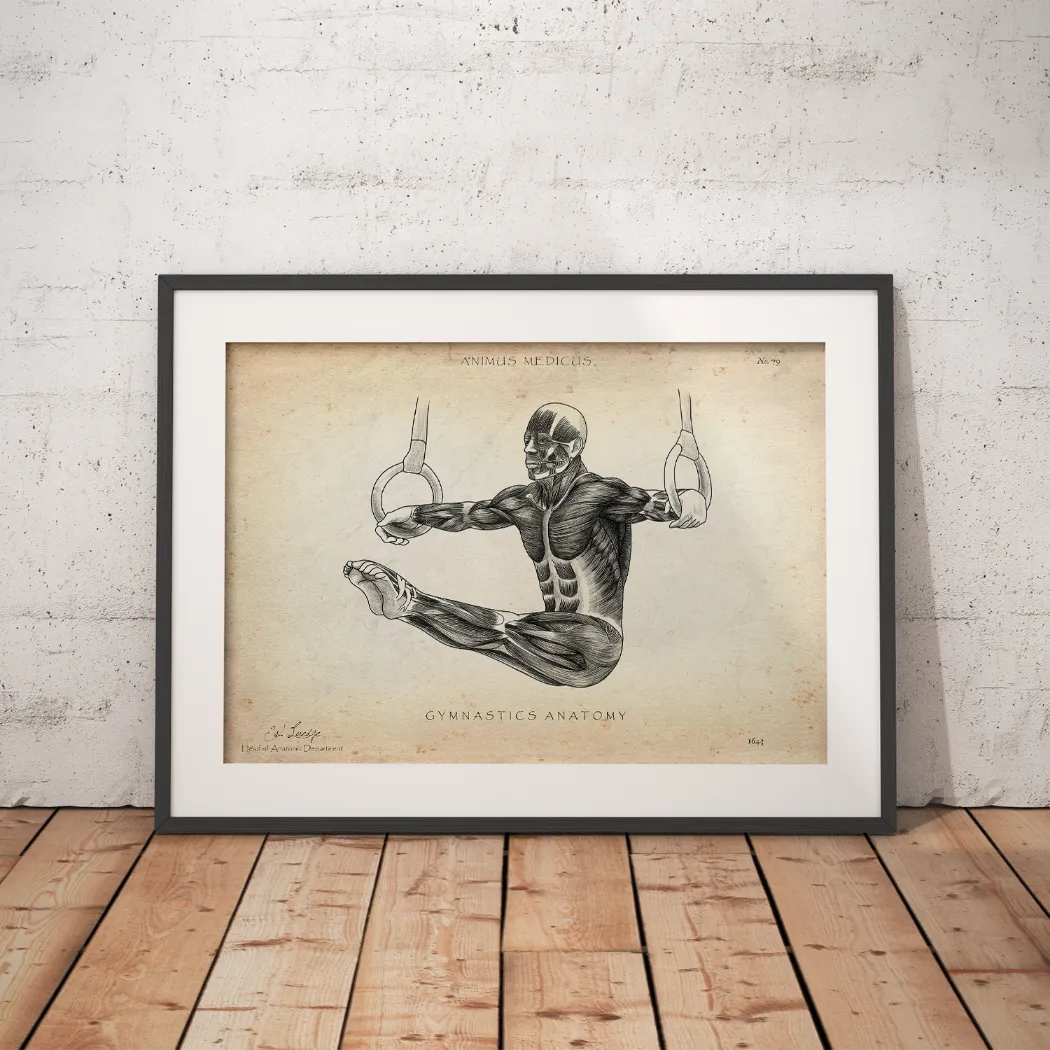 Turnen Anatomie Poster - Animus Medicus GmbH