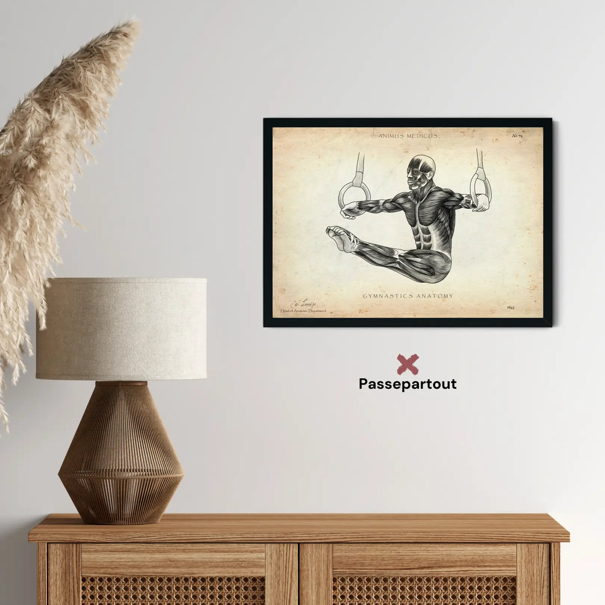 Turnen Anatomie Poster - Animus Medicus GmbH