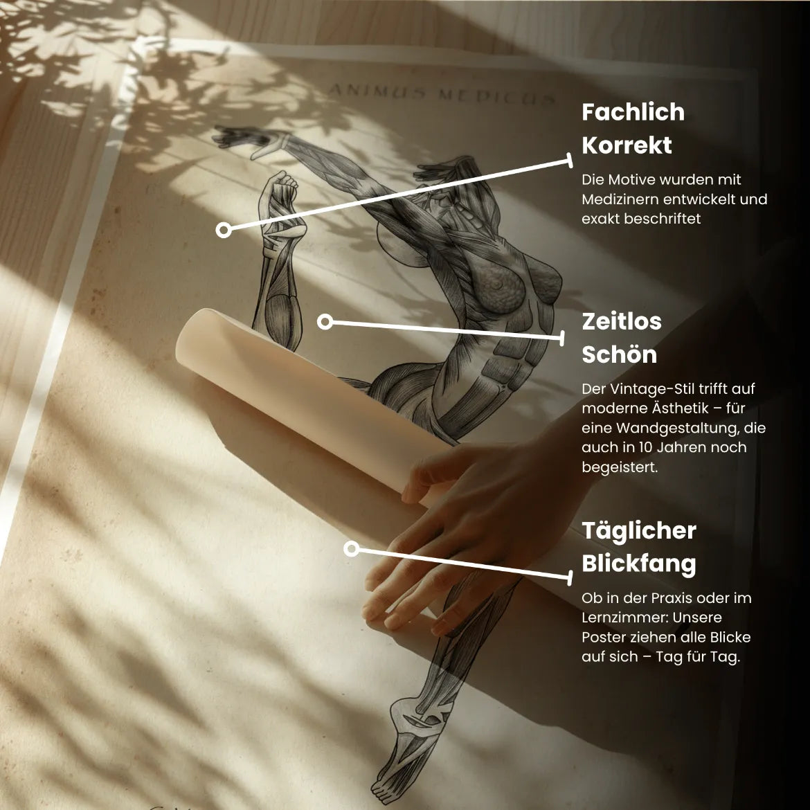 Turnen Anatomie Poster II - Animus Medicus GmbH