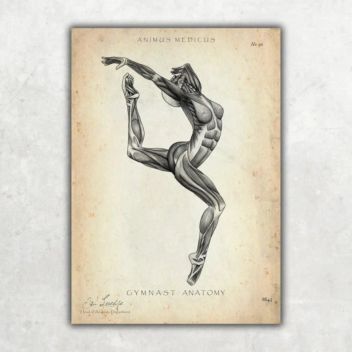 Turnen Anatomie Poster II - Animus Medicus GmbH