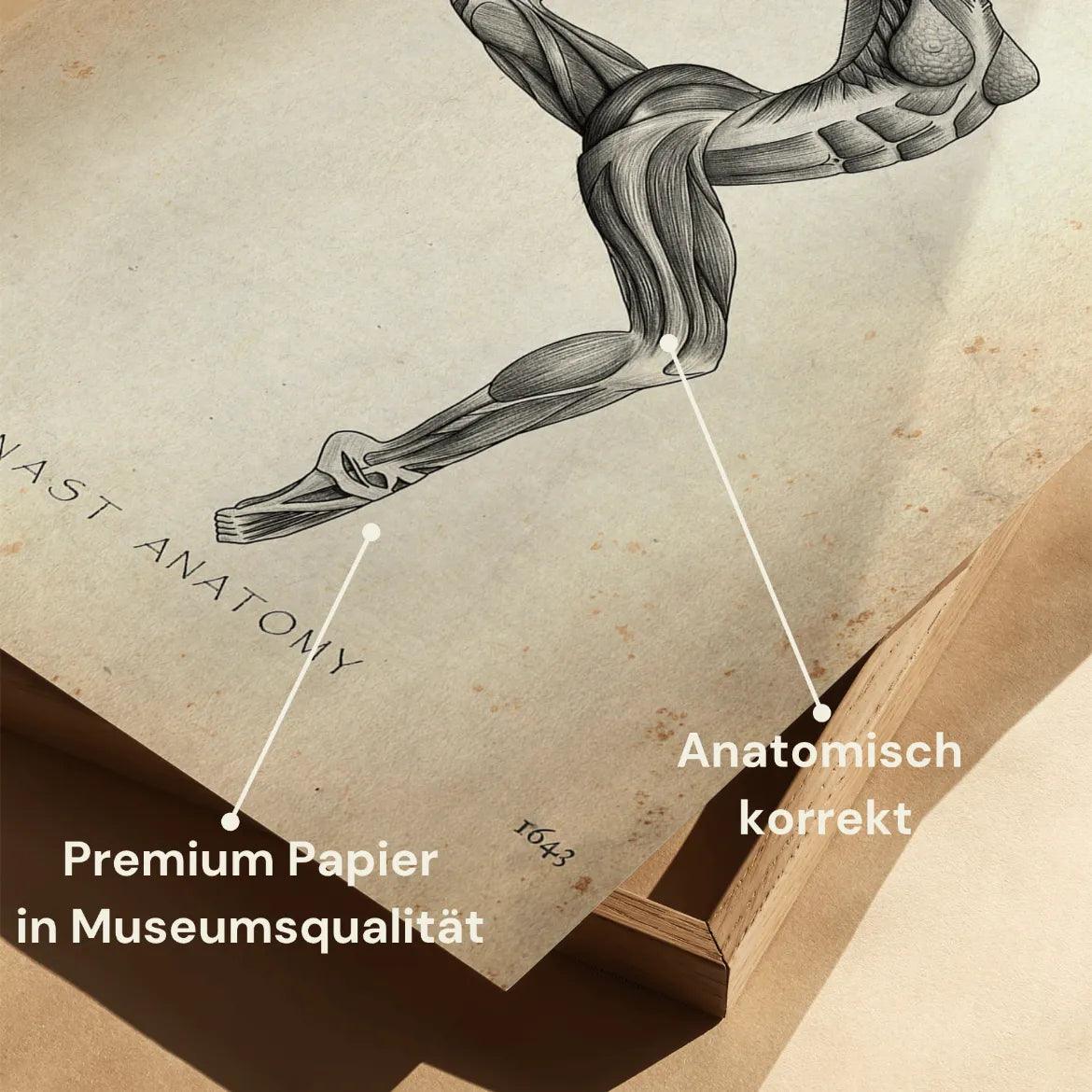 Turnen Anatomie Poster II - Animus Medicus GmbH
