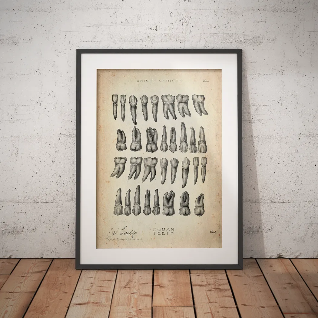 Übersicht der Zähne - Animus Medicus GmbH