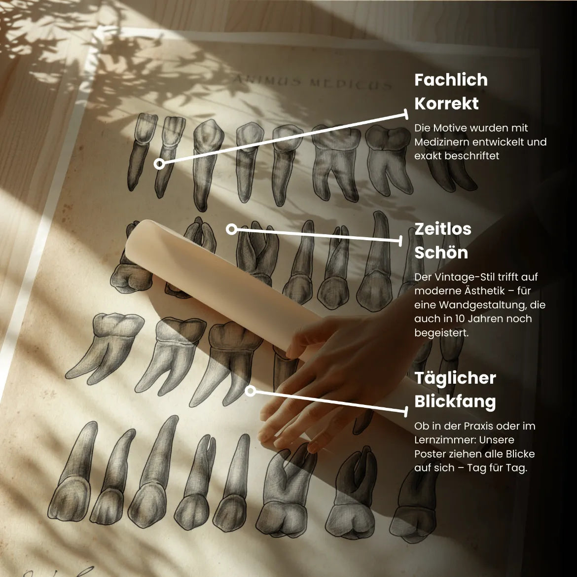 Übersicht der Zähne - Animus Medicus GmbH