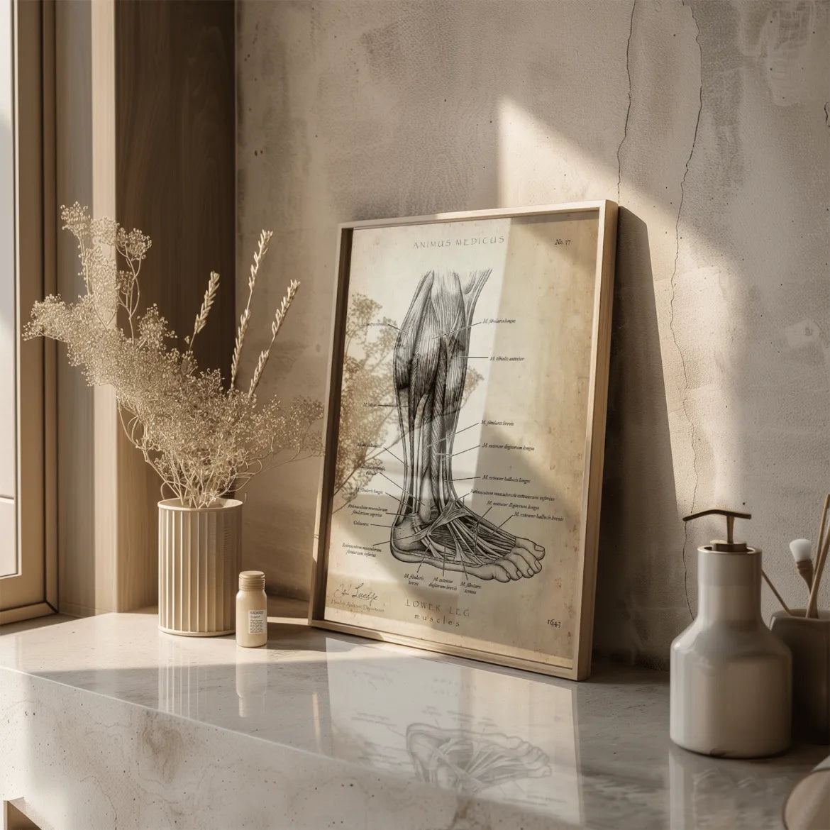 Unterschenkel Muskeln - Animus Medicus GmbH