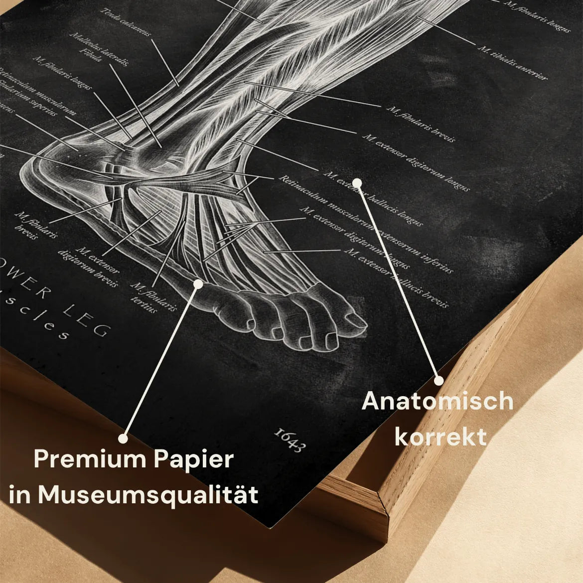 Unterschenkel Muskeln - Chalkboard - Animus Medicus GmbH