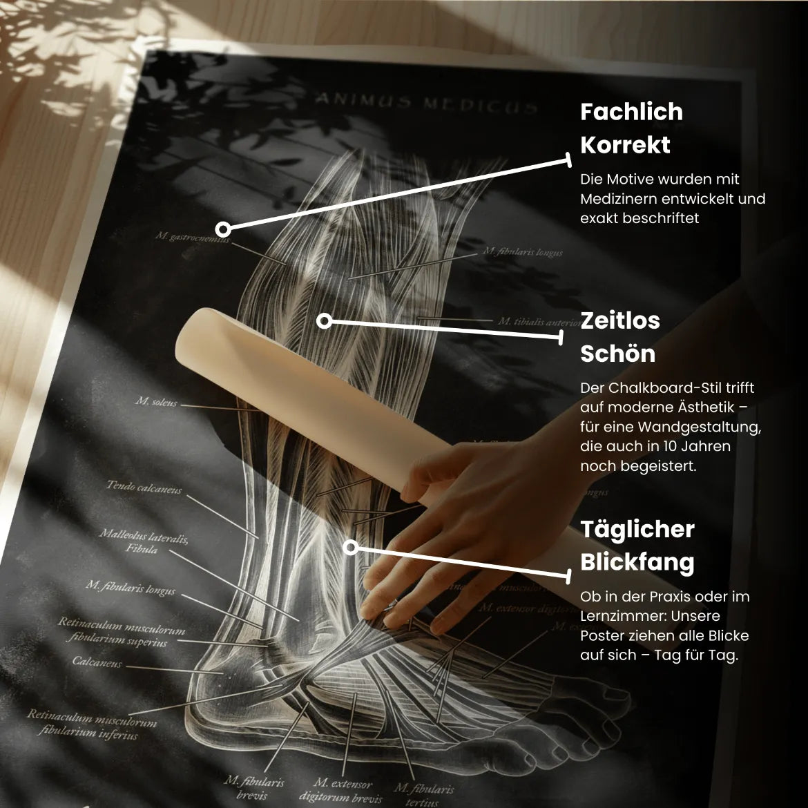 Unterschenkel Muskeln - Chalkboard - Animus Medicus GmbH