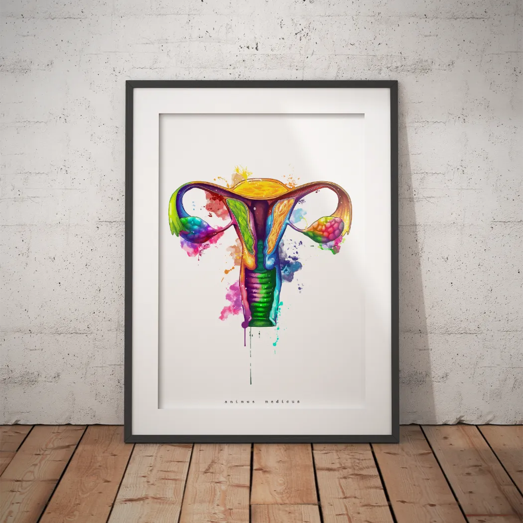 Uterus Anatomie - Rainbow - Animus Medicus GmbH