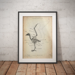 Vogel Skelett - Animus Medicus GmbH