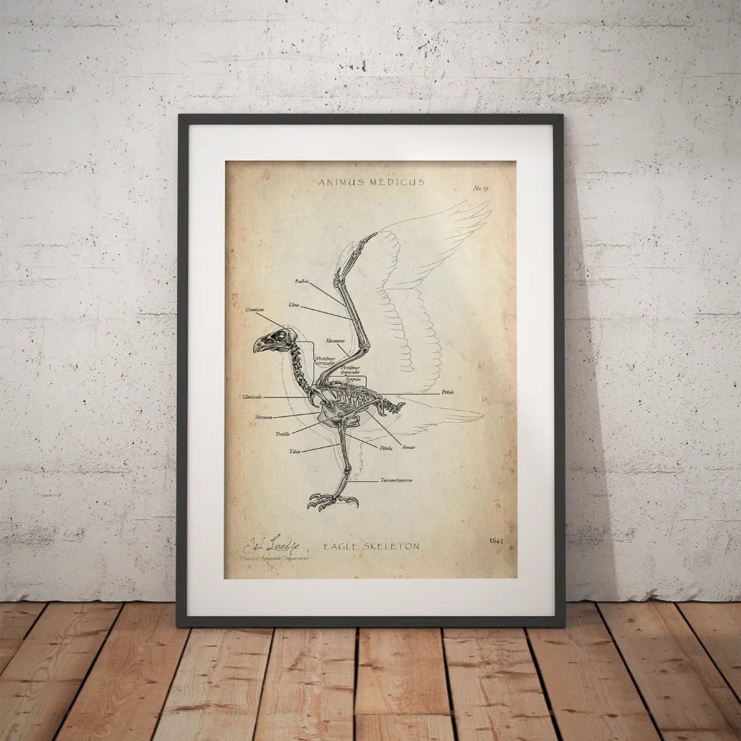 Vogel Skelett - Animus Medicus GmbH