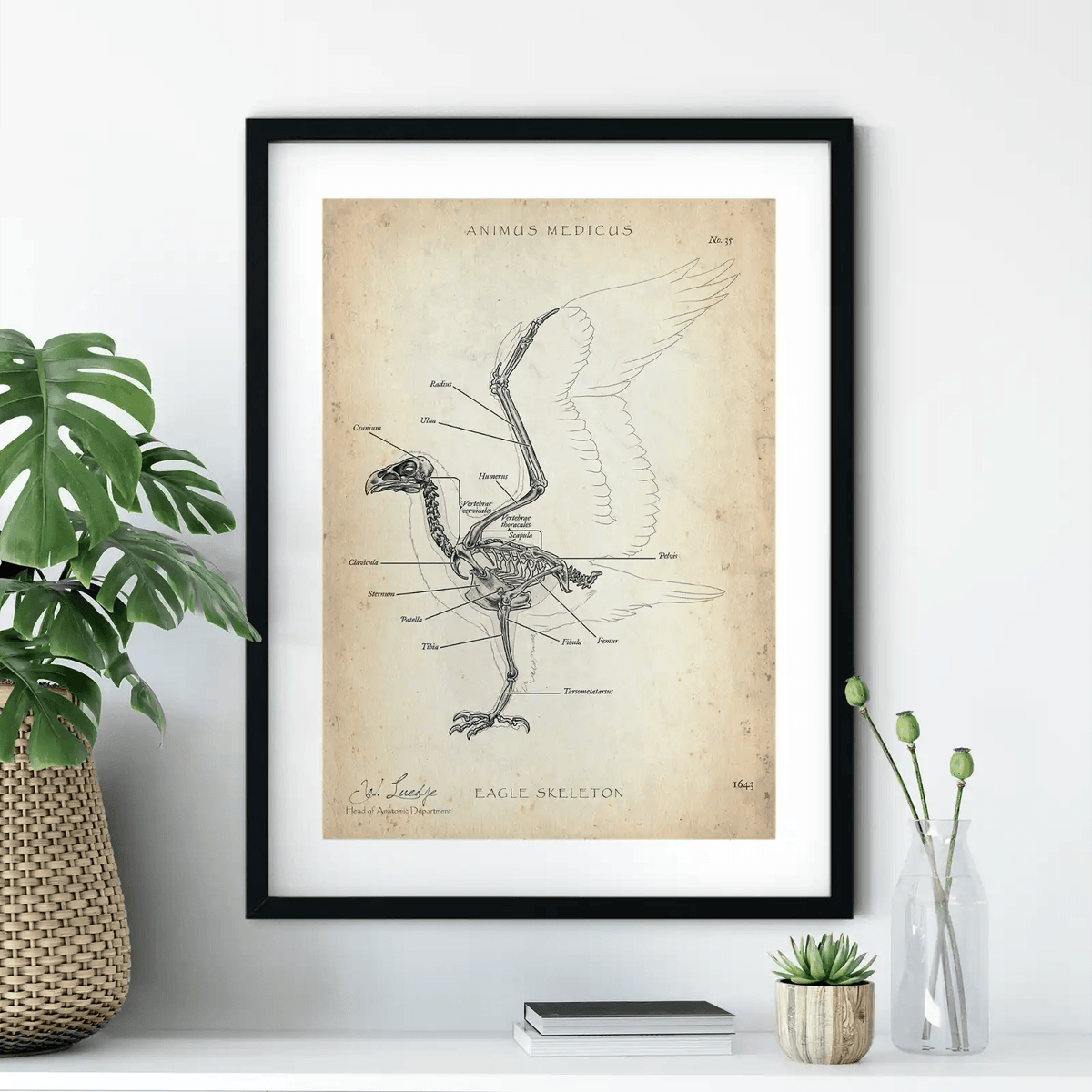 Vogel Skelett - Animus Medicus GmbH
