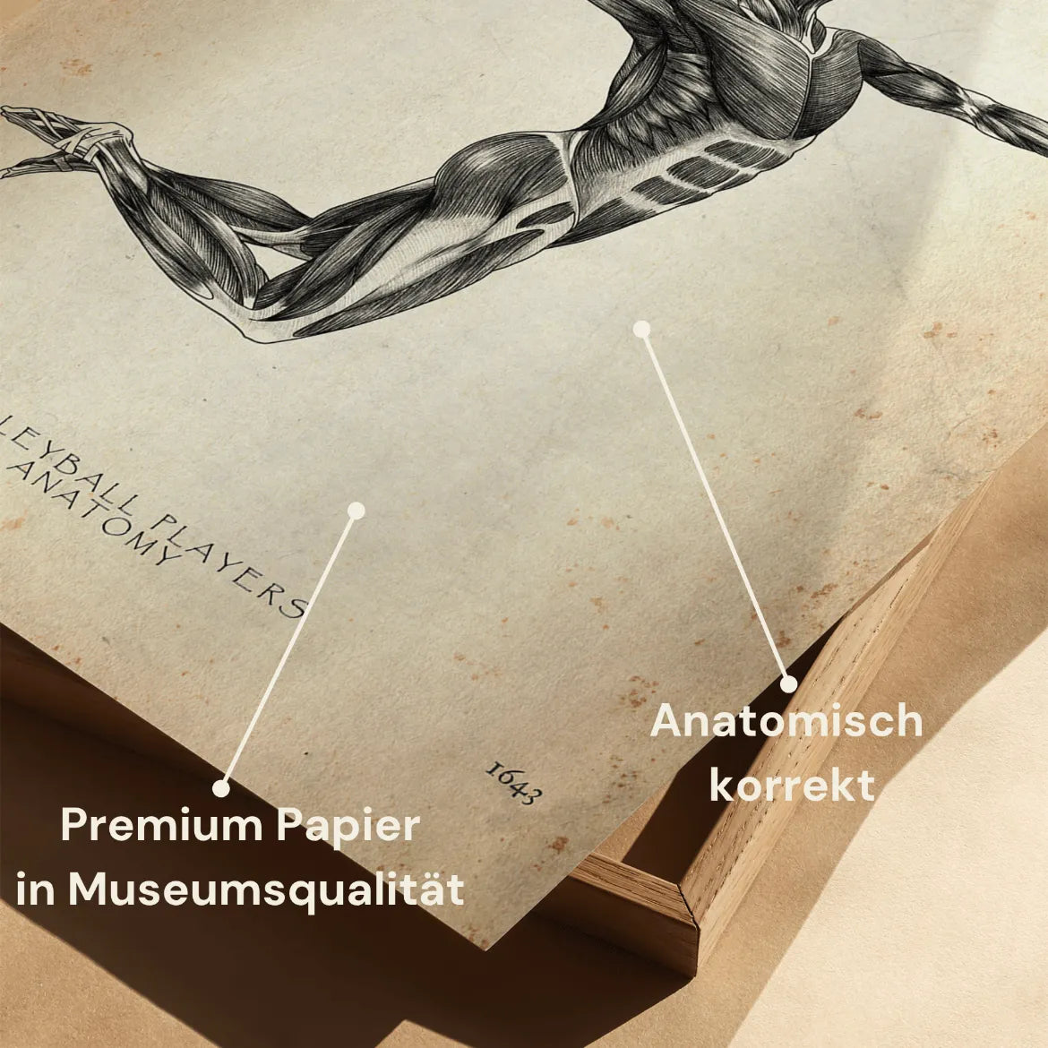 Volleyball Anatomie Poster - Animus Medicus GmbH