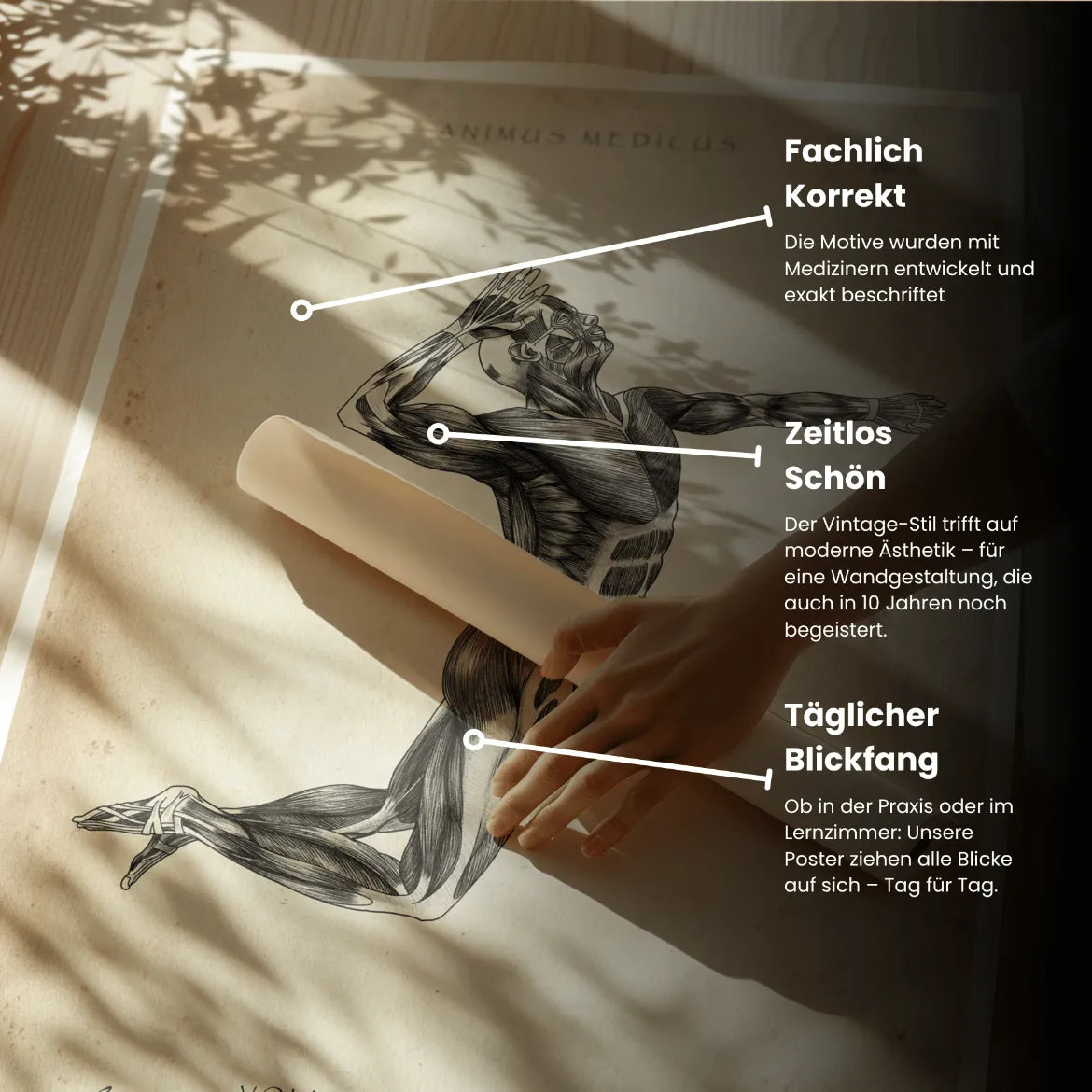 Volleyball Anatomie Poster - Animus Medicus GmbH