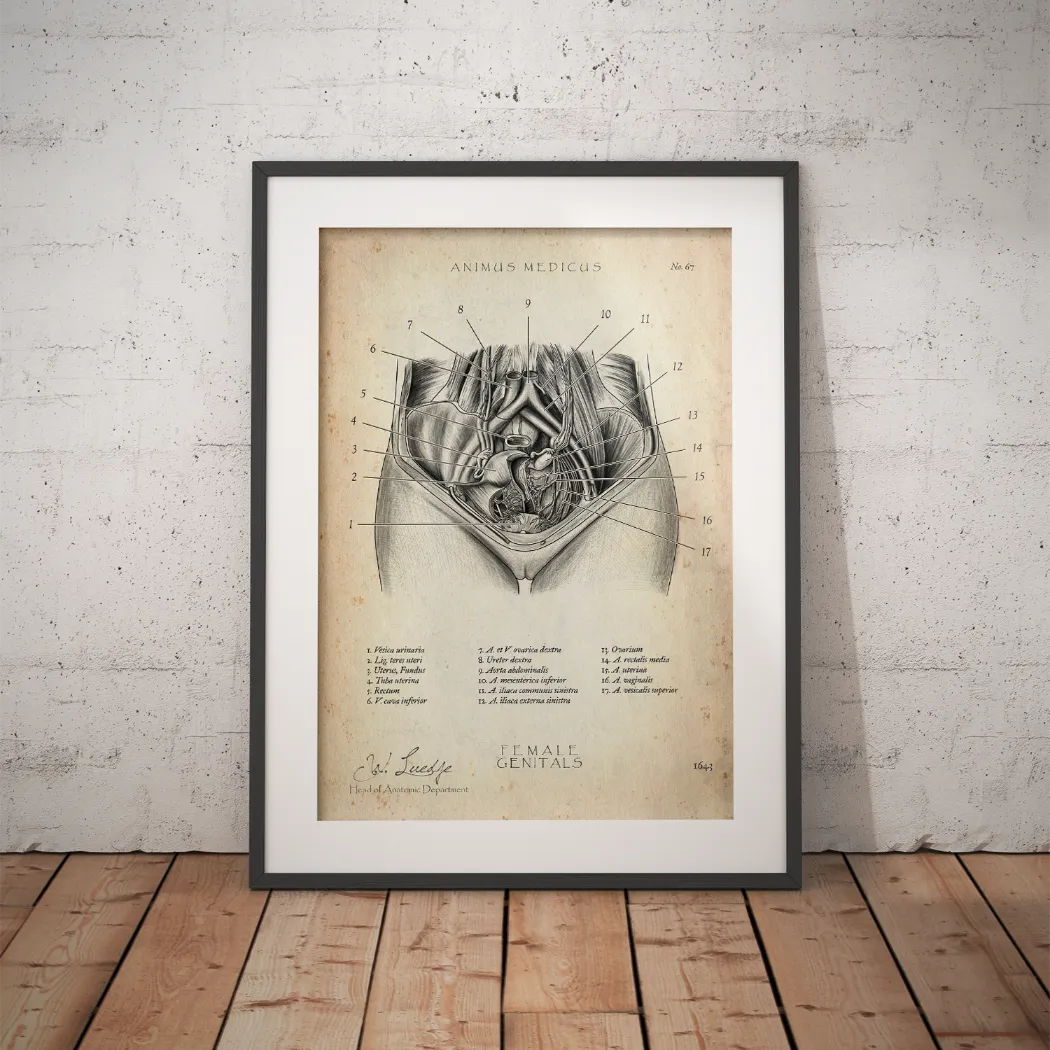 Weibliche Genitalien - Animus Medicus GmbH