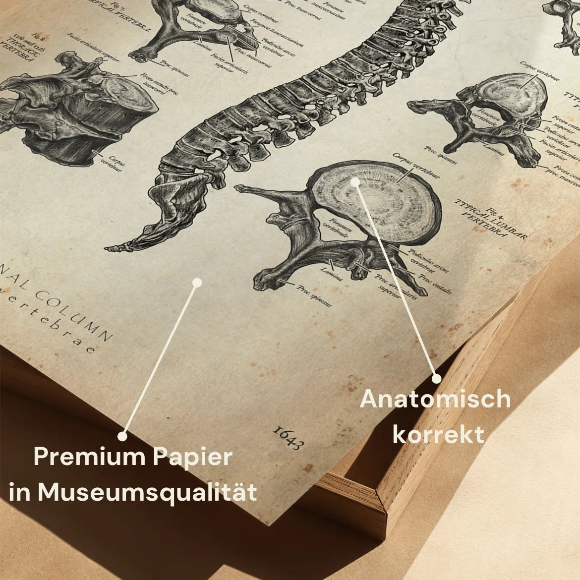 Wirbelkörper Anatomie - Animus Medicus GmbH