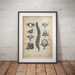 Wirbelkörper Anatomie - Animus Medicus GmbH