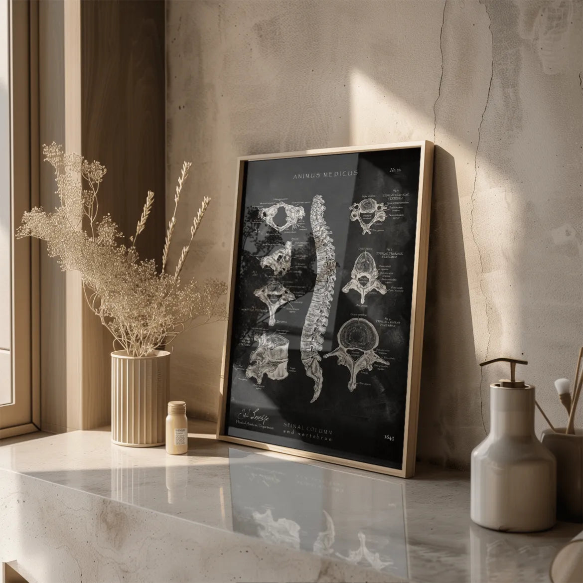 Wirbelkörper Anatomie - Chalkboard - Animus Medicus GmbH