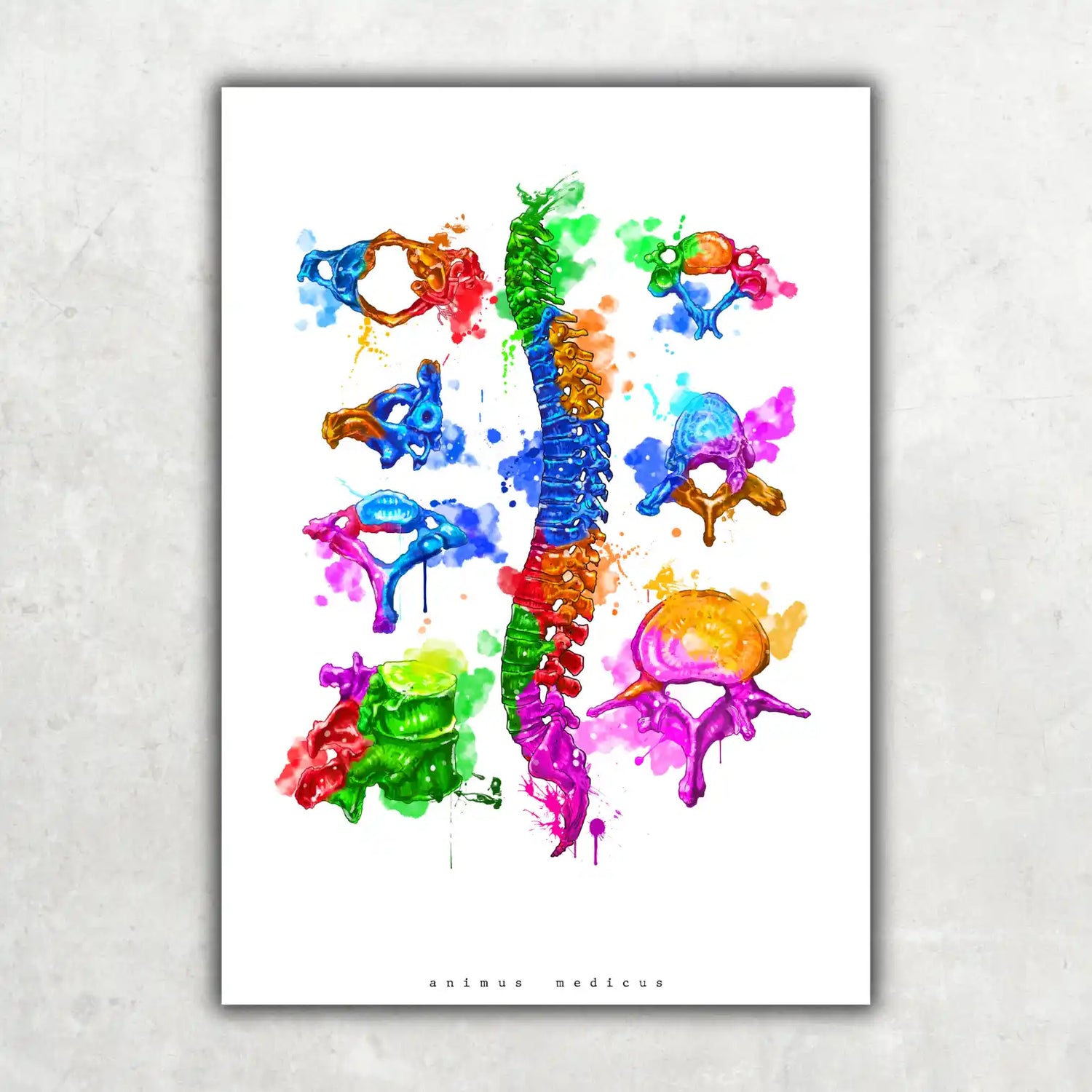 Wirbelkörper Anatomie - Rainbow - Animus Medicus GmbH