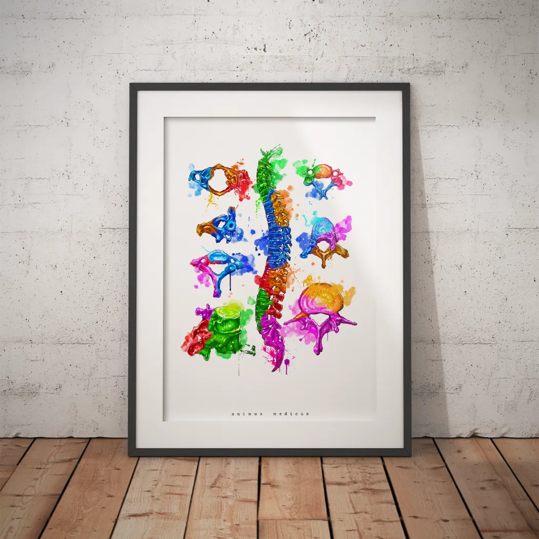 Wirbelkörper Anatomie - Rainbow - Animus Medicus GmbH