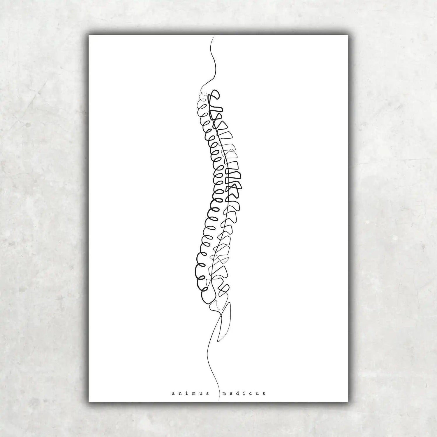 Wirbelsäule Anatomie Minimalist - Animus Medicus GmbH