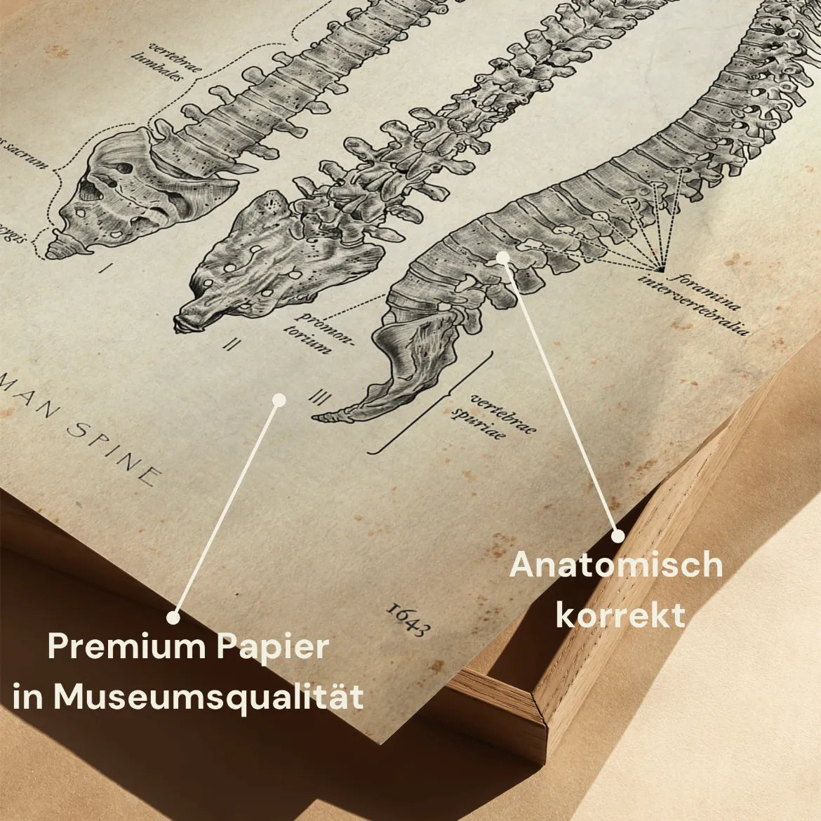 Wirbelsäule | Aufbau und Anatomie - Animus Medicus GmbH
