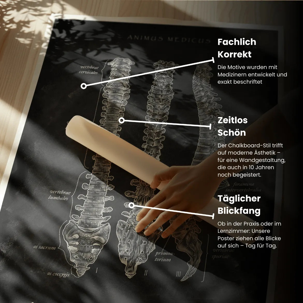 Wirbelsäule | Aufbau und Anatomie - Chalkboard - Animus Medicus GmbH
